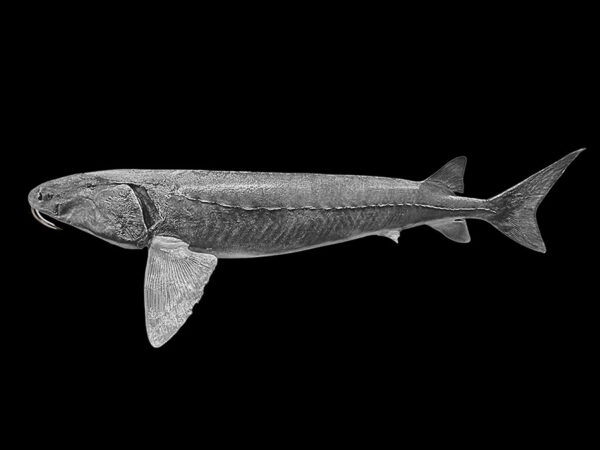 Lake Sturgeon - Image 2