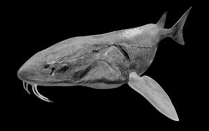 Lake Sturgeon