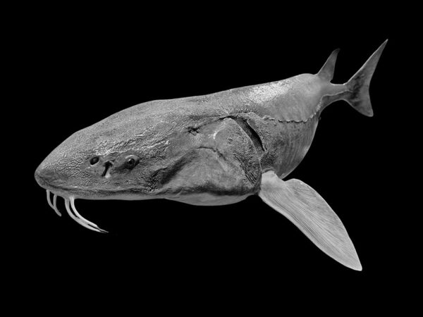 Lake Sturgeon