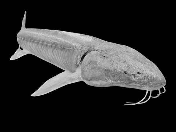 Lake Sturgeon - Image 3