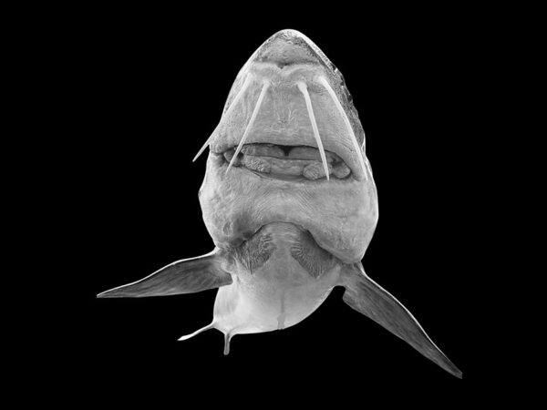 Lake Sturgeon - Image 4