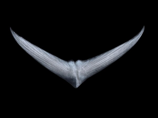 Tuna Tail