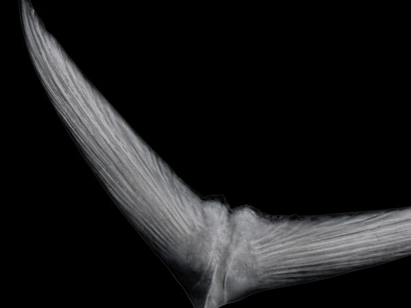 Tuna Tail - Image 3