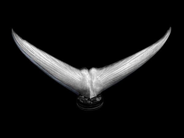 Tuna Tail - Image 2