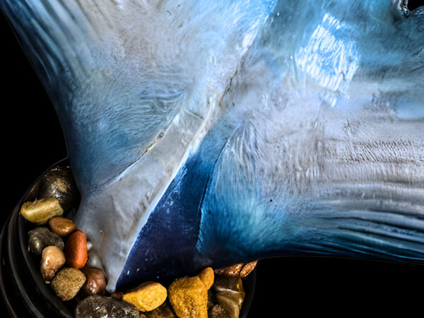 Tuna Tail - Image 2