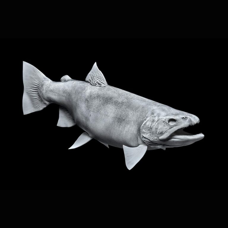 Rep Fish Waters by Klaus | Fish Reproductions (Fish Replicas, Fish Blanks)