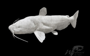 3D Printed Blue Catfish image produced and made by Waters By Klaus