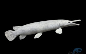 Unpainted 3D Printed Alligator Gar reproduction with lifelike scales, elongated snout, detailed teeth, and anatomically accurate fins sold by Waters by Klaus.