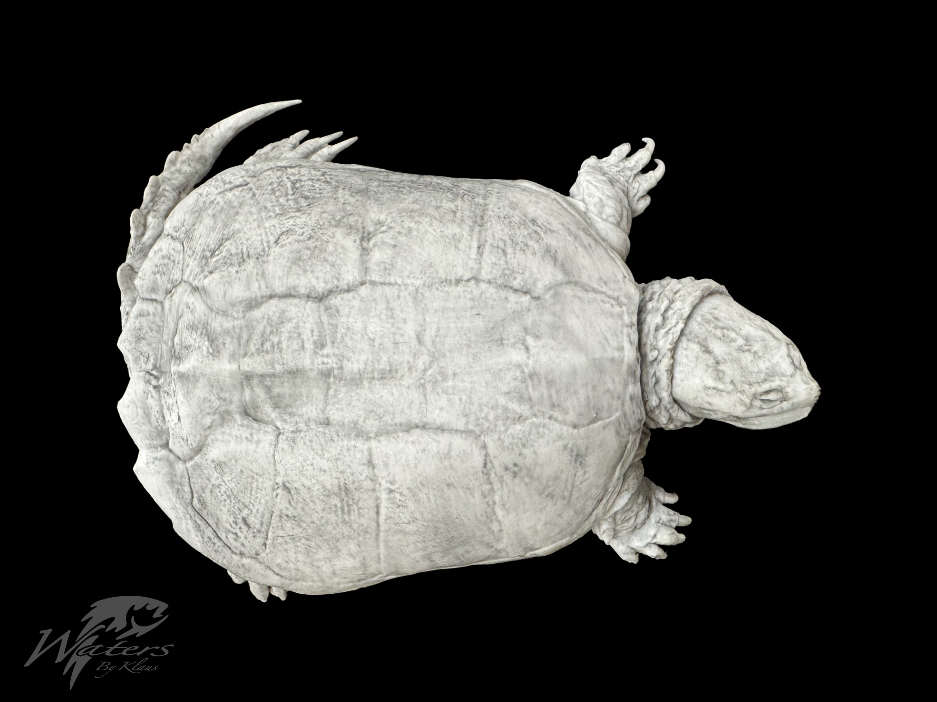 3D Printed Common Snapping Turtle Reproductions sold by Waters By Klaus
