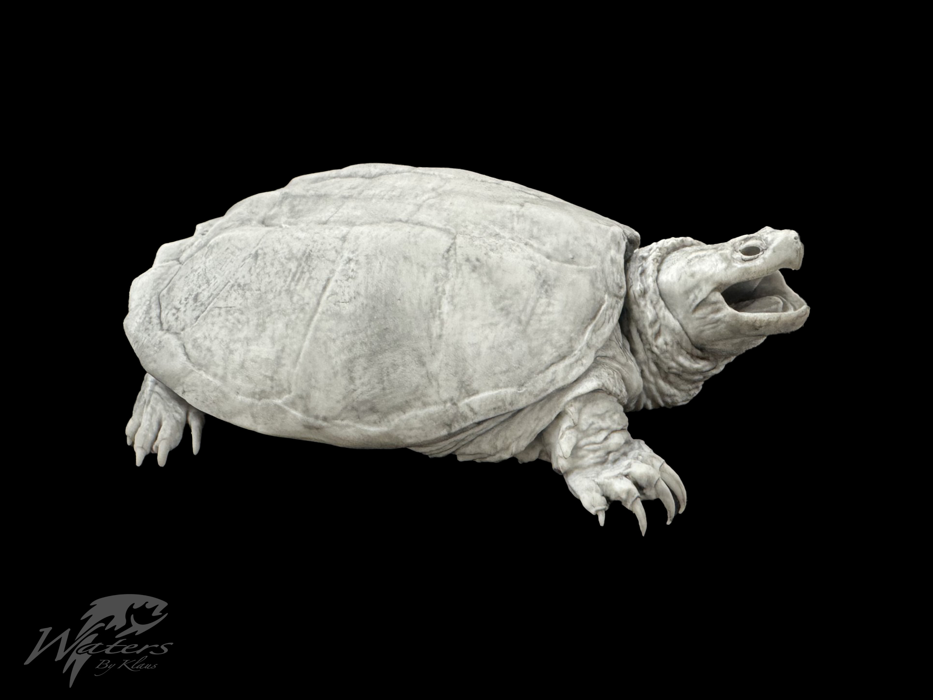 3D Printed Common Snapping Turtle Reproductions sold by Waters By Klaus