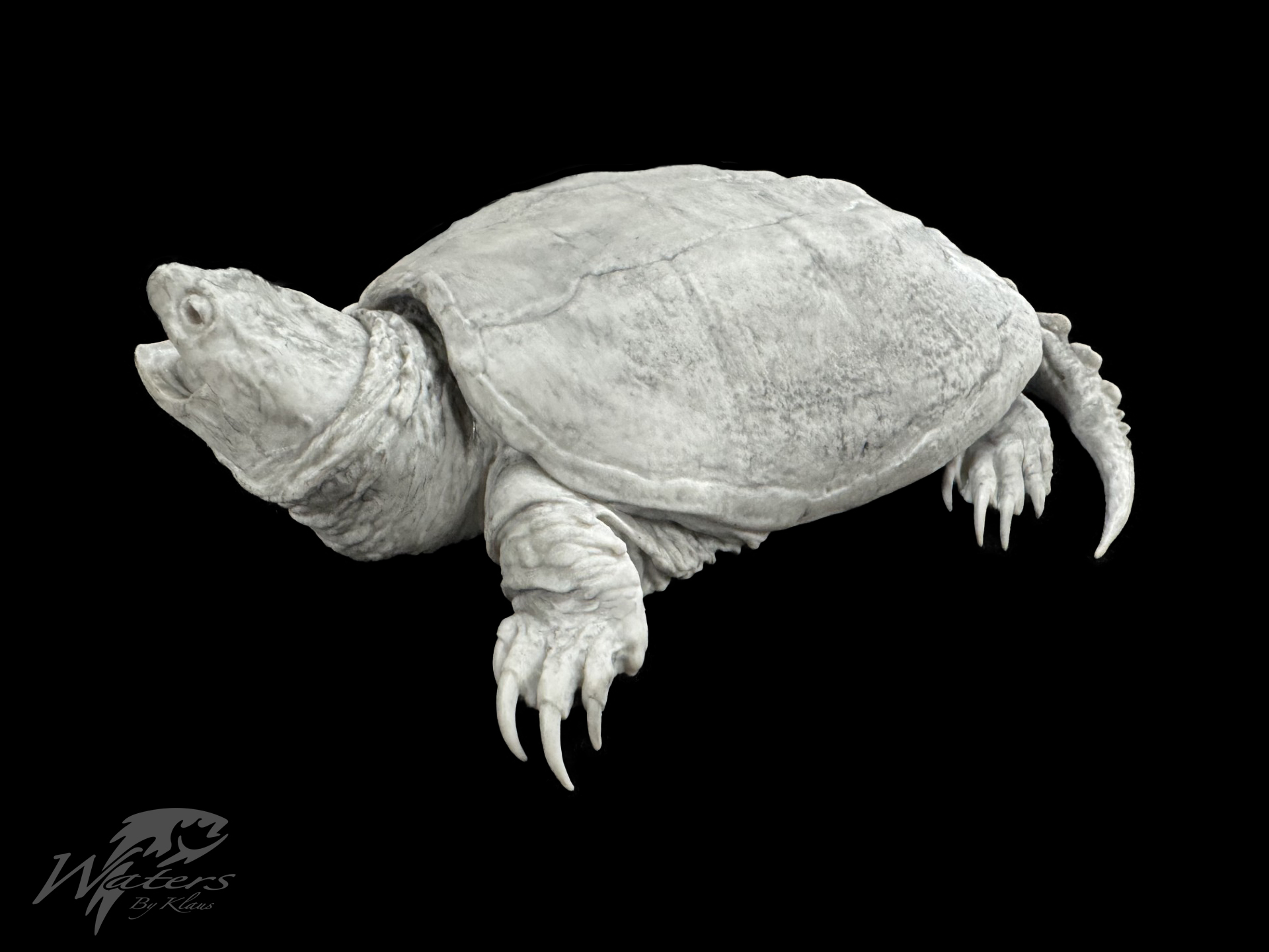 3D Printed Common Snapping Turtle Reproductions sold by Waters By Klaus