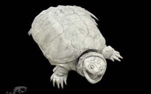 3D Printed Common Snapping Turtle Reproductions sold by Waters By Klaus