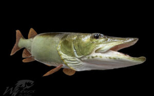 Unpainted 3D printed Muskellunge replica mount showing realistic body, fin, scale, and head details sold by Waters By Klaus