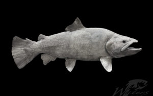 3D Printed Arkansas Brown Trout reproduction sold by Waters by Klaus.