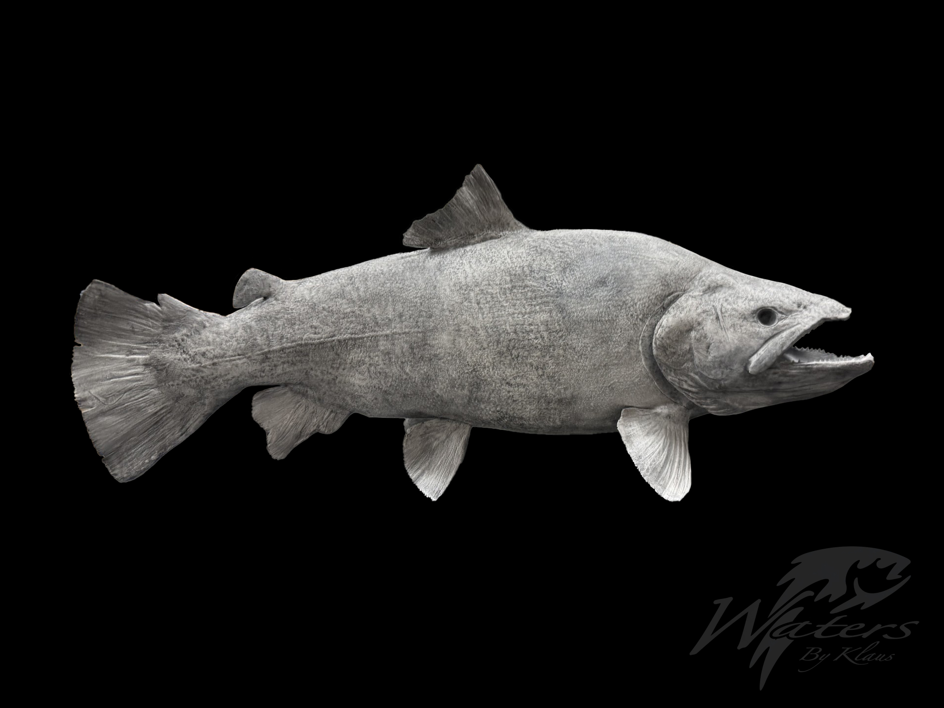 3D Printed Arkansas Brown Trout reproduction sold by Waters by Klaus.