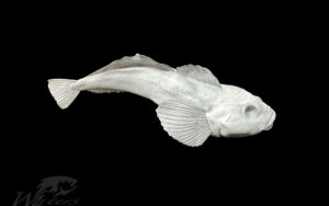 3D Printed Sculpins Reproductions sold by Waters by Klaus.